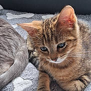 Fauve a rejoint le concours — aidez-le/la à gagner de superbes lots ! animal, blanket, bone_pattern, cat, closeup, cozy, cute, domestic_cat, fur, gray_cat, indoor, kitten, paw, pet, resting, sleeping_cat, tabby, tail, window, young_cat