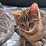 cat, kitten, tabby, gray_cat, pet, indoor, blanket, bone_pattern, fur, cute, animal, resting, cozy, closeup, young_cat, domestic_cat, sleeping_cat, paw, tail, window