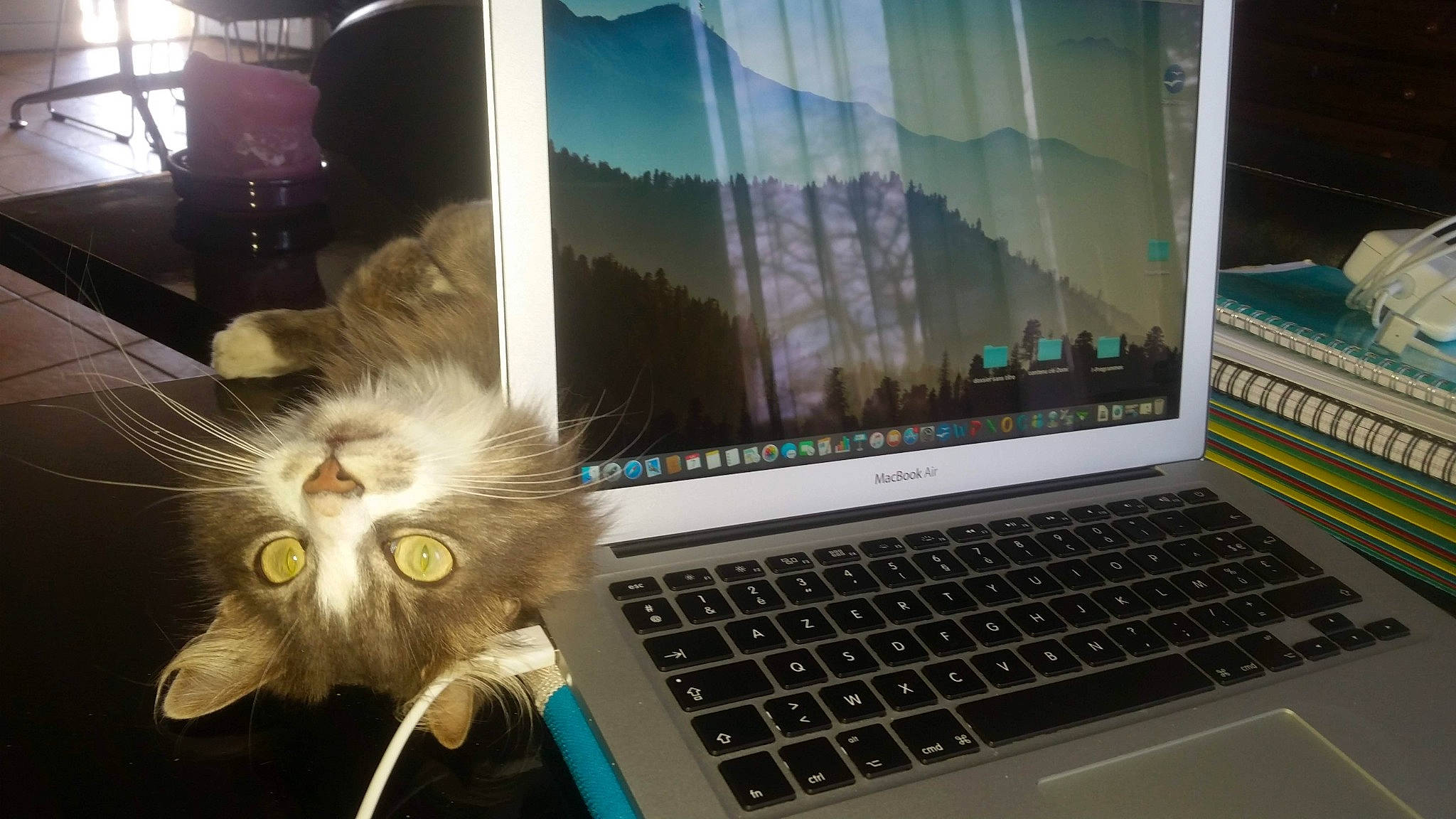 Nikky a rejoint le concours — aidez-le/la à gagner de superbes lots ! carnivore, cat, computer, computer_accessory, computer_hardware, display_device, electronic_device, felidae, flat_panel_display, gadget, laptop, laptop_accessory, laptop_part, office_equipment, product, small_to_medium_sized_cats, space_bar, technology, touchpad, whiskers