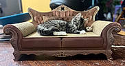 Nova joined the competition — help win amazing prizes! animal, cat, couch, cozy, furniture, furry, indoor, kitten, living_room, lounging, ornate, pet, portrait, relaxed, sleeping, sofa, tabby, vintage, whiskers, wooden_floor