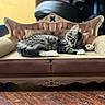 animal, cat, couch, cozy, furniture, furry, indoor, kitten, living_room, lounging, ornate, pet, portrait, relaxed, sleeping, sofa, tabby, vintage, whiskers, wooden_floor