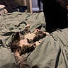 Nova joined the competition — help win amazing prizes! animal, bed, bedding, bedroom, black_cat, blanket, cat, cozy, fluffy, fur, home, indoor, kitten, lying_down, pet, playful, relaxed, sleeping, tabby_cat, video_screenshot