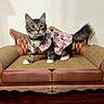 Nova is registered to the contest to win money with this photo: animal, bell, cat, collar, couch, dress, fluffy_tail, indoor, kitten, living_room, ornate_furniture, pet, pink_clothing, portrait, sitting, sofa, standing, tabby, whiskers, wide_eyes