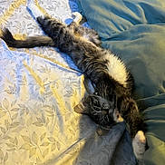 Nova is registered to the contest to win money with this photo: bed, bedding, bedroom, black_and_white, blanket, cat, eyes, fluffy, indoors, long_hair, lying_down, paw, pillow, playful, portrait, relaxed, stretching, tail, upside_down, whiskers