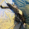 bed, bedding, bedroom, black_and_white, blanket, cat, eyes, fluffy, indoors, long_hair, lying_down, paw, pillow, playful, portrait, relaxed, stretching, tail, upside_down, whiskers