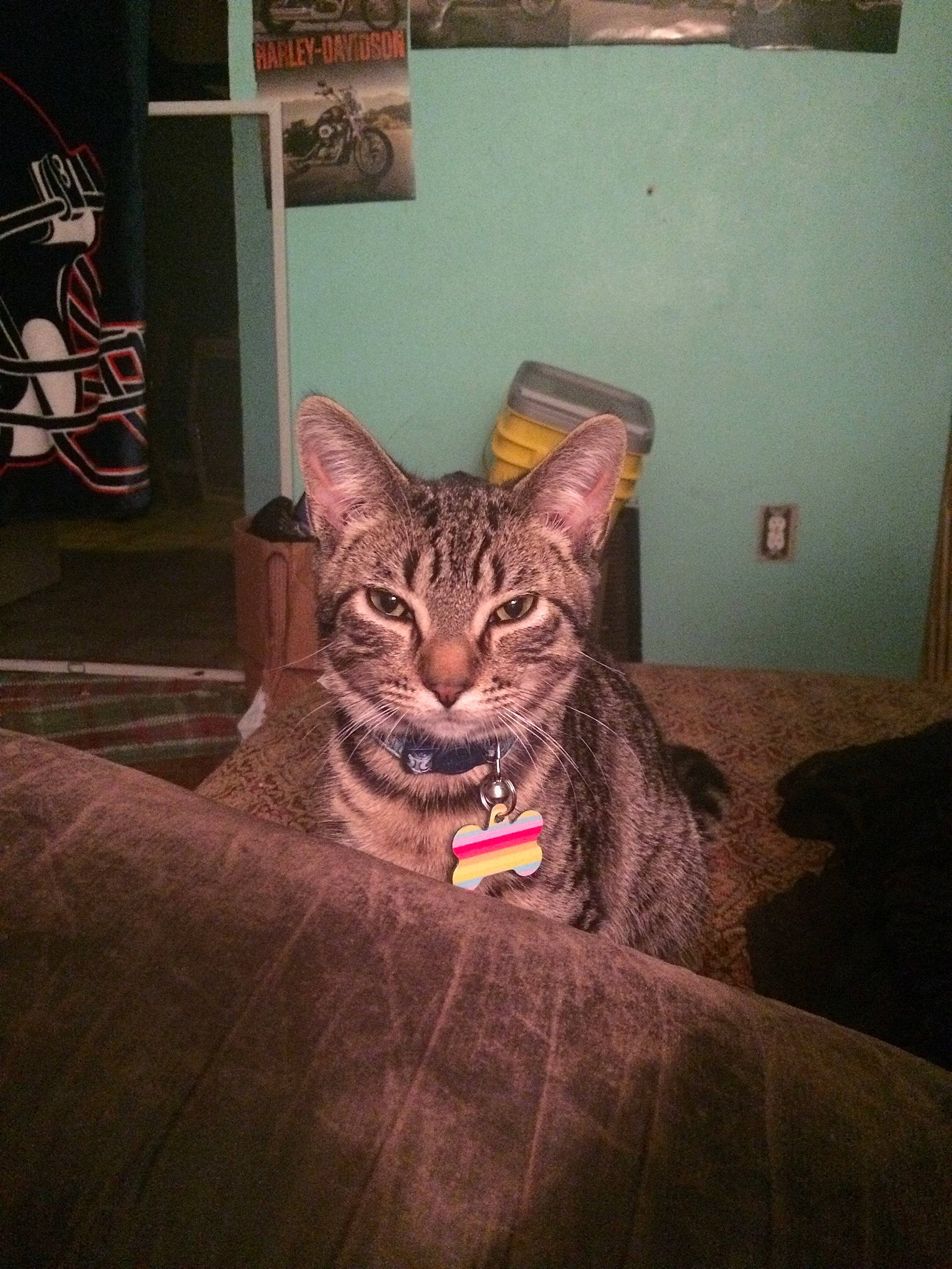 Spitfire joined the competition — help win amazing prizes! carnivore, cat, comfort, darkness, domestic_short_haired_cat, door, fawn, felidae, floor, flooring, fur, jaw, plant, room, sitting, small_to_medium_sized_cats, snout, tail, whiskers, wood