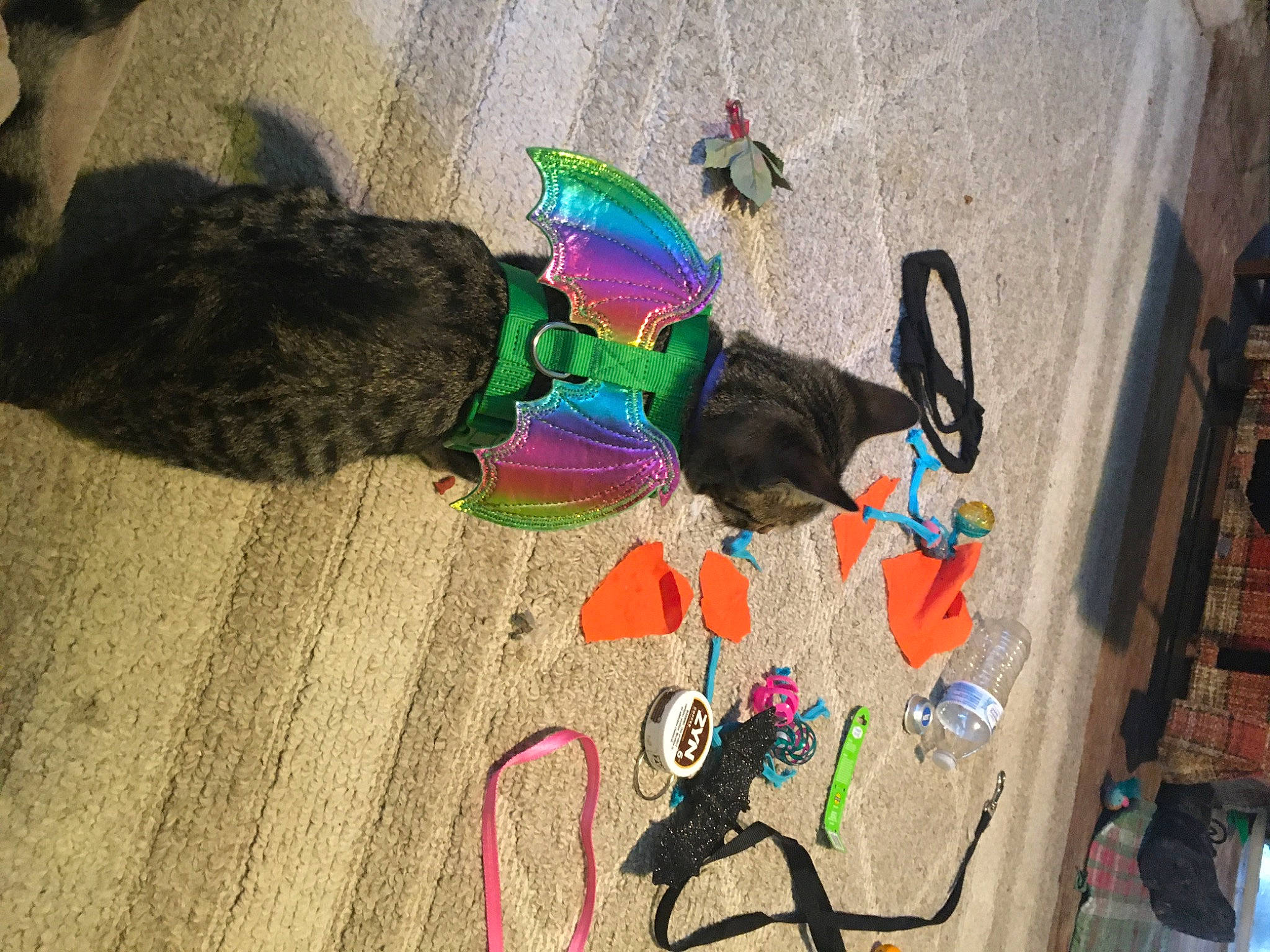 Spitfire joined the competition — help win amazing prizes! adventure, art, cable, concrete, electrical_wiring, flooring, fun, fur, hardwood, plastic, shadow, soil, tail, toy, visual_arts, wire, wood