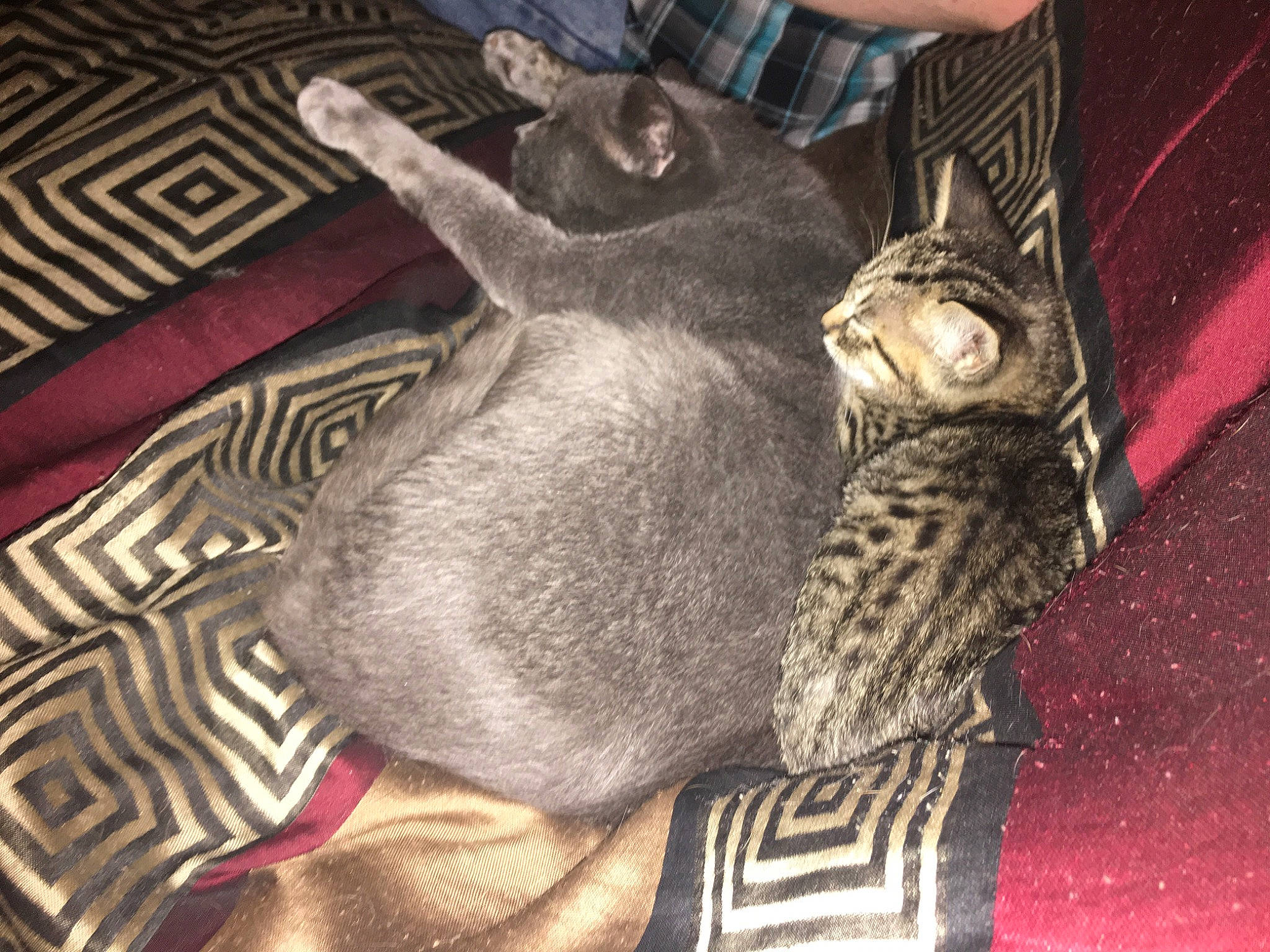 Spitfire is registered to the contest to win money with this photo: carnivore, cat, cat_supply, claw, comfort, domestic_short_haired_cat, felidae, flooring, fur, grey, human_leg, linens, metal, pattern, paw, small_to_medium_sized_cats, snout, tail, terrestrial_animal, whiskers