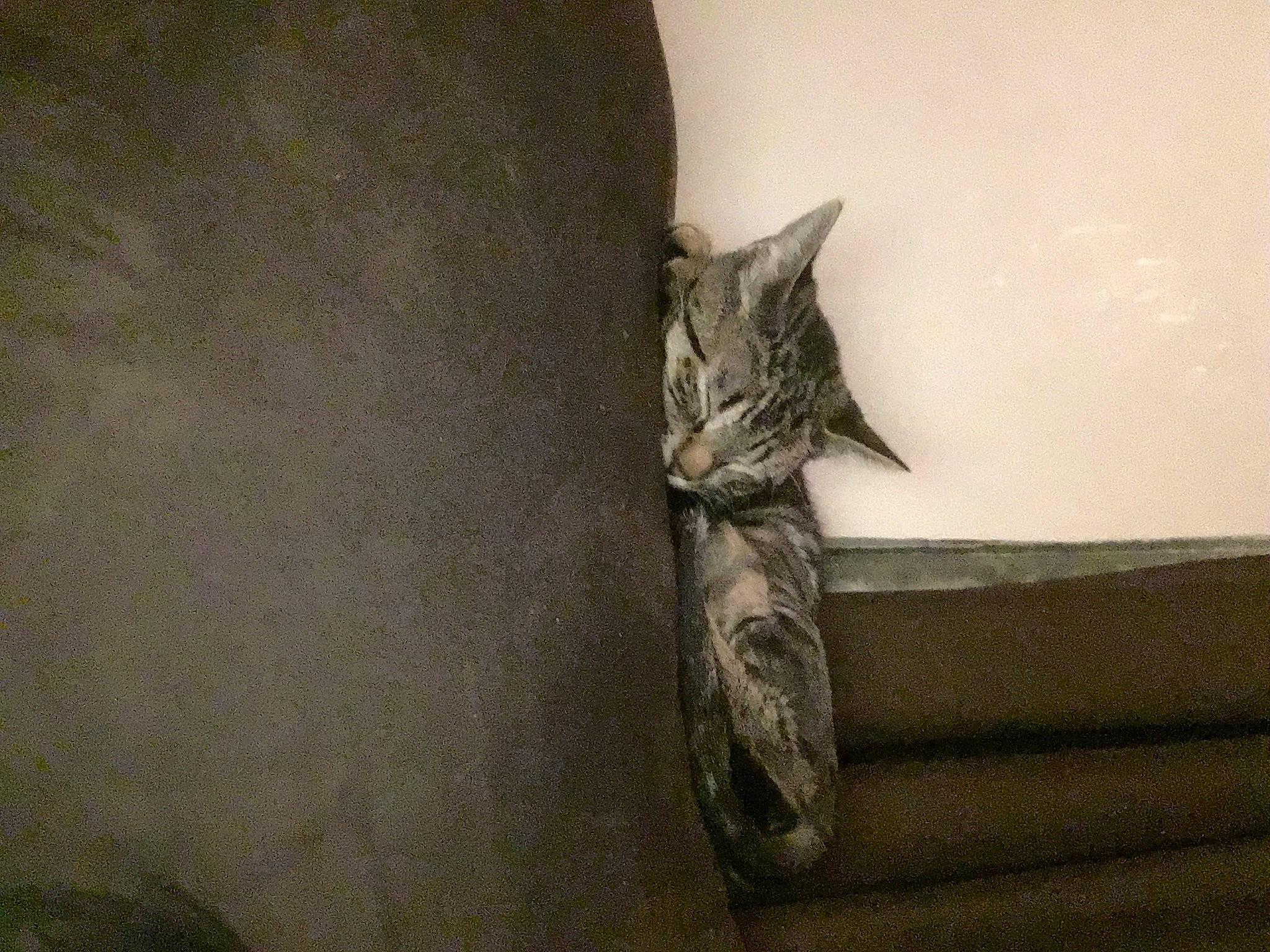 Spitfire is registered to the contest to win money with this photo: carnivore, cat, comfort, domestic_short_haired_cat, feather, felidae, flooring, fur, grey, hardwood, human_leg, linens, plant, sculpture, small_to_medium_sized_cats, snout, tail, whiskers, wing, wood