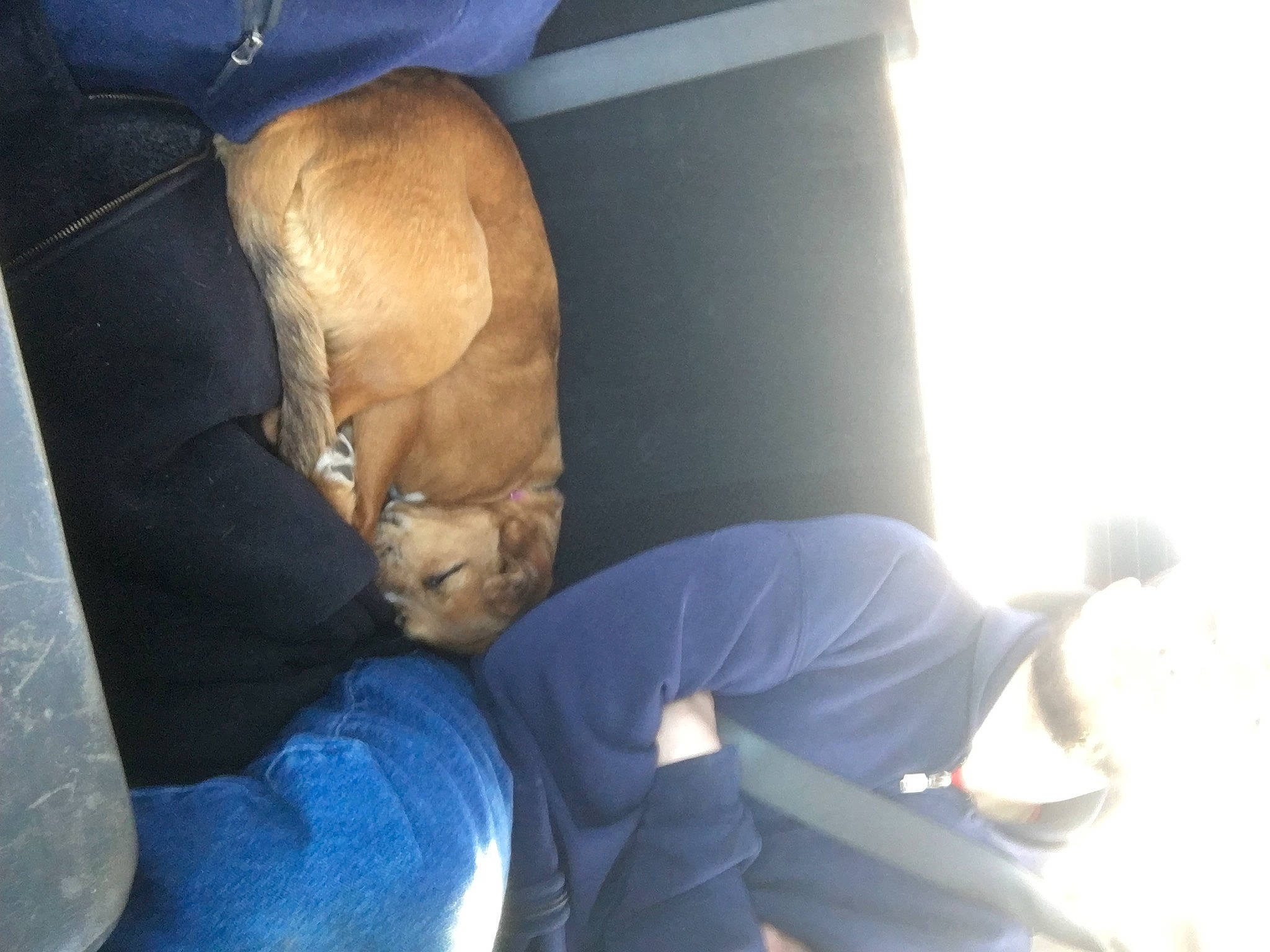 Willow joined the competition — help win amazing prizes! car_seat, carnivore, comfort, companion_dog, dog_breed, elbow, fawn, felidae, human_leg, knee, lap, leg, mammal, small_to_medium_sized_cats, snout, tail, thigh, vehicle_door, vertebrate, whiskers