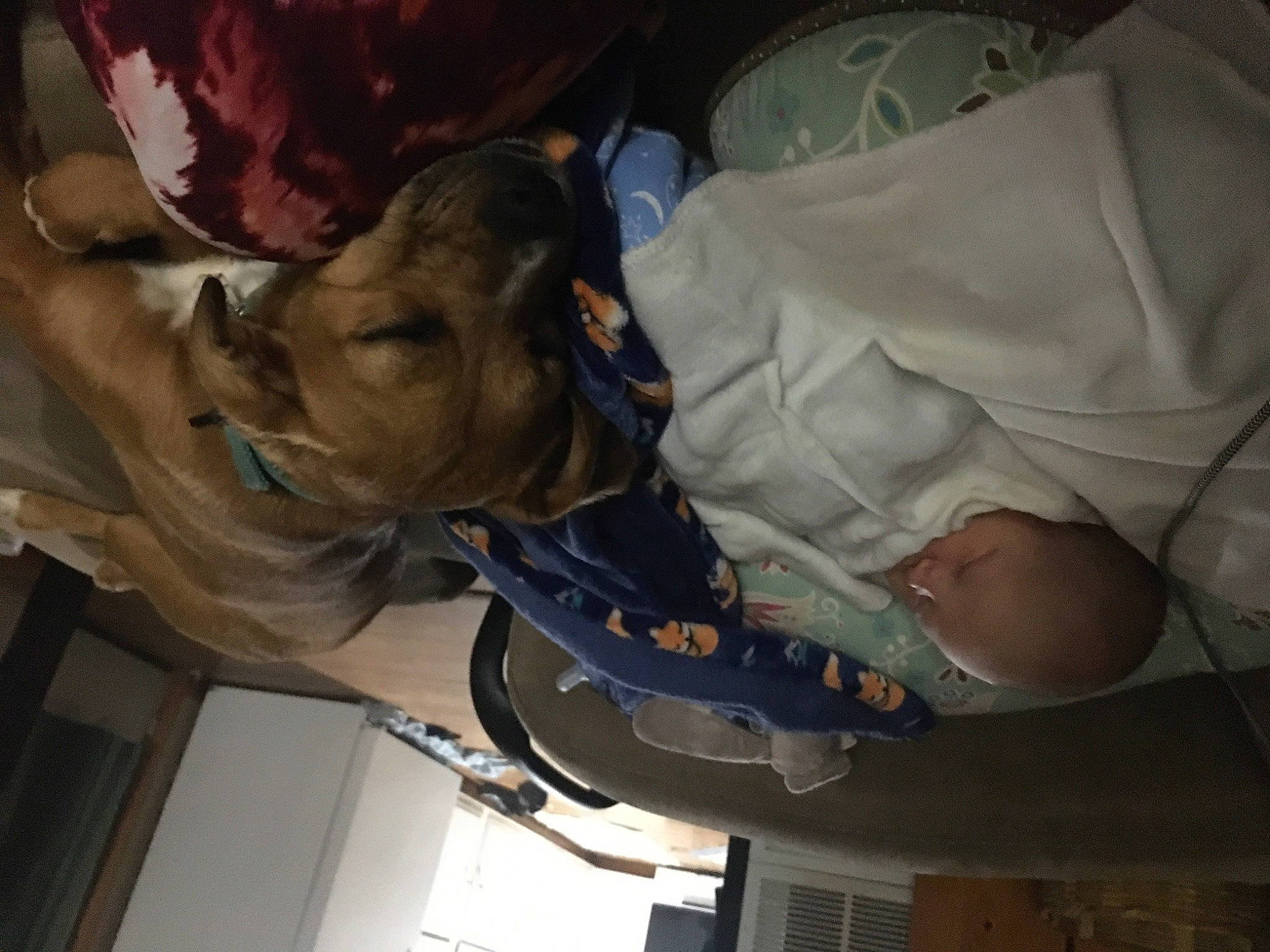 Willow is registered to the contest to win money with this photo: art, comfort, dog, fun, helmet, machine, personal_protective_equipment, room, service