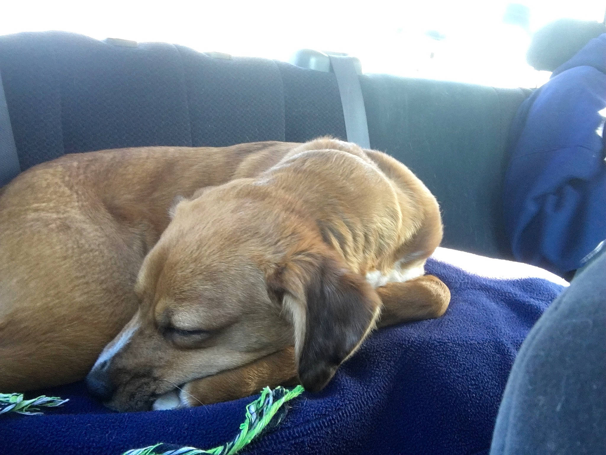 Willow joined the competition — help win amazing prizes! canidae, carnivore, comfort, companion_dog, dog, dog_breed, fawn, nap, sporting_group, whiskers, working_animal