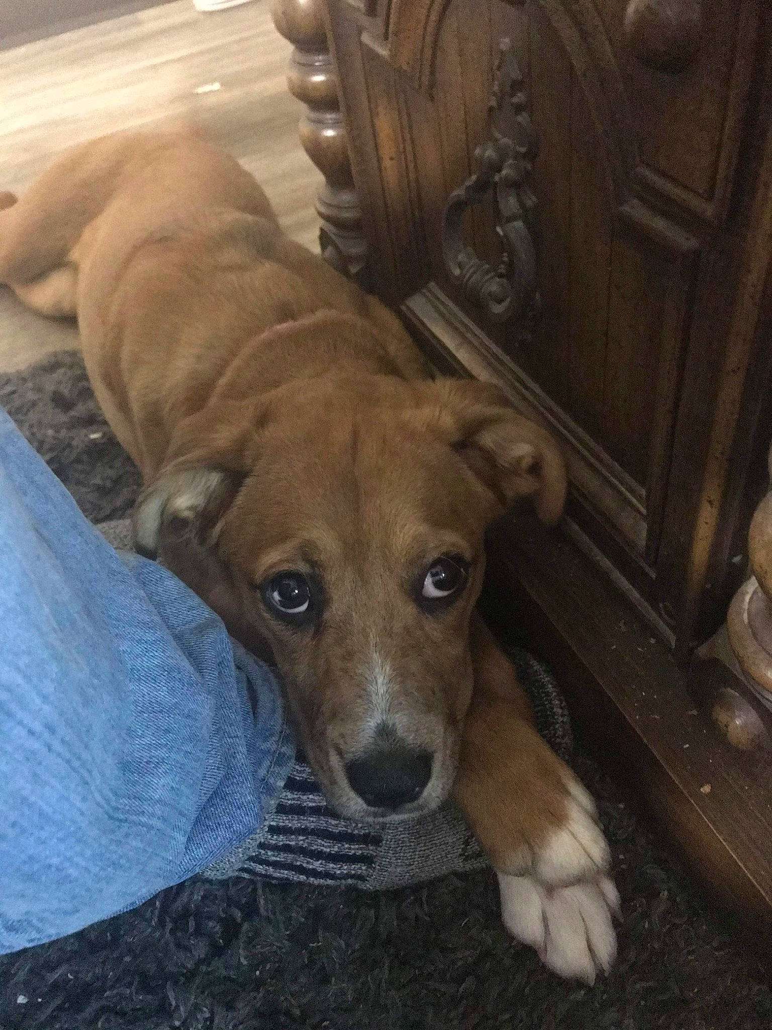 Willow joined the competition — help win amazing prizes! ancient_dog_breeds, canidae, carnivore, chair, companion_dog, dog, dog_breed, fawn, fur, guard_dog, hardwood, hound, paw, snout, sporting_group, tail, whiskers, wood, working_animal, working_dog