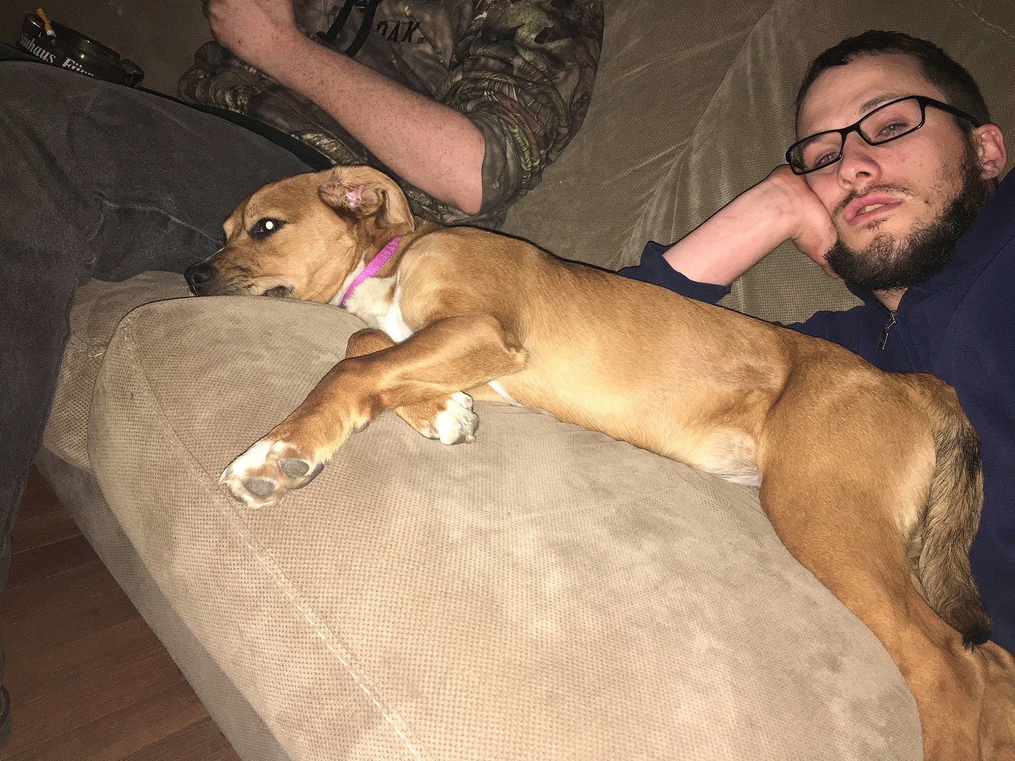 Willow joined the competition — help win amazing prizes! beard, canidae, carnivore, comfort, companion_dog, dog, dog_breed, eyewear, fawn, glasses, human_leg, lap, non_sporting_group, sitting, snout, sporting_group, thigh