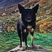 Thabor a rejoint le concours — aidez-le/la à gagner de superbes lots ! dog, black_dog, white_paws, rock, mountain_lake, clear_water, mountain, outdoor, nature, wildlife, animal, scenic, landscape, fur, collar, pet, standing, daylight, water_reflection, adventure
