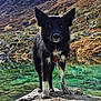 dog, black_dog, white_paws, rock, mountain_lake, clear_water, mountain, outdoor, nature, wildlife, animal, scenic, landscape, fur, collar, pet, standing, daylight, water_reflection, adventure