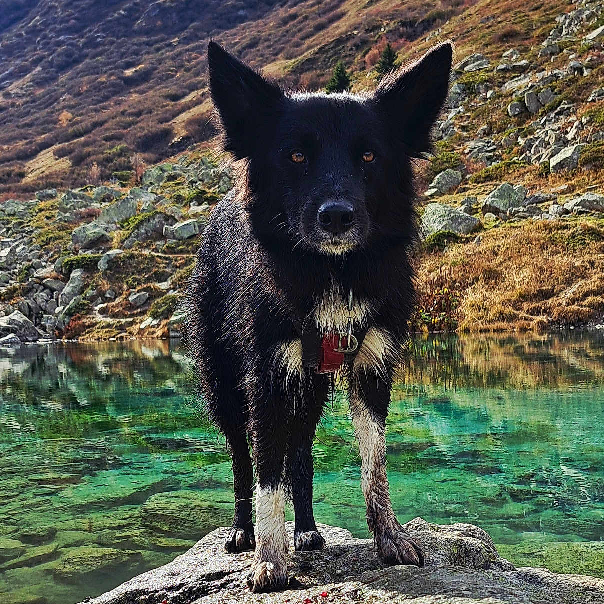 Thabor a rejoint le concours — aidez-le/la à gagner de superbes lots ! adventure, animal, black_dog, clear_water, collar, daylight, dog, fur, landscape, mountain, mountain_lake, nature, outdoor, pet, rock, scenic, standing, water_reflection, white_paws, wildlife