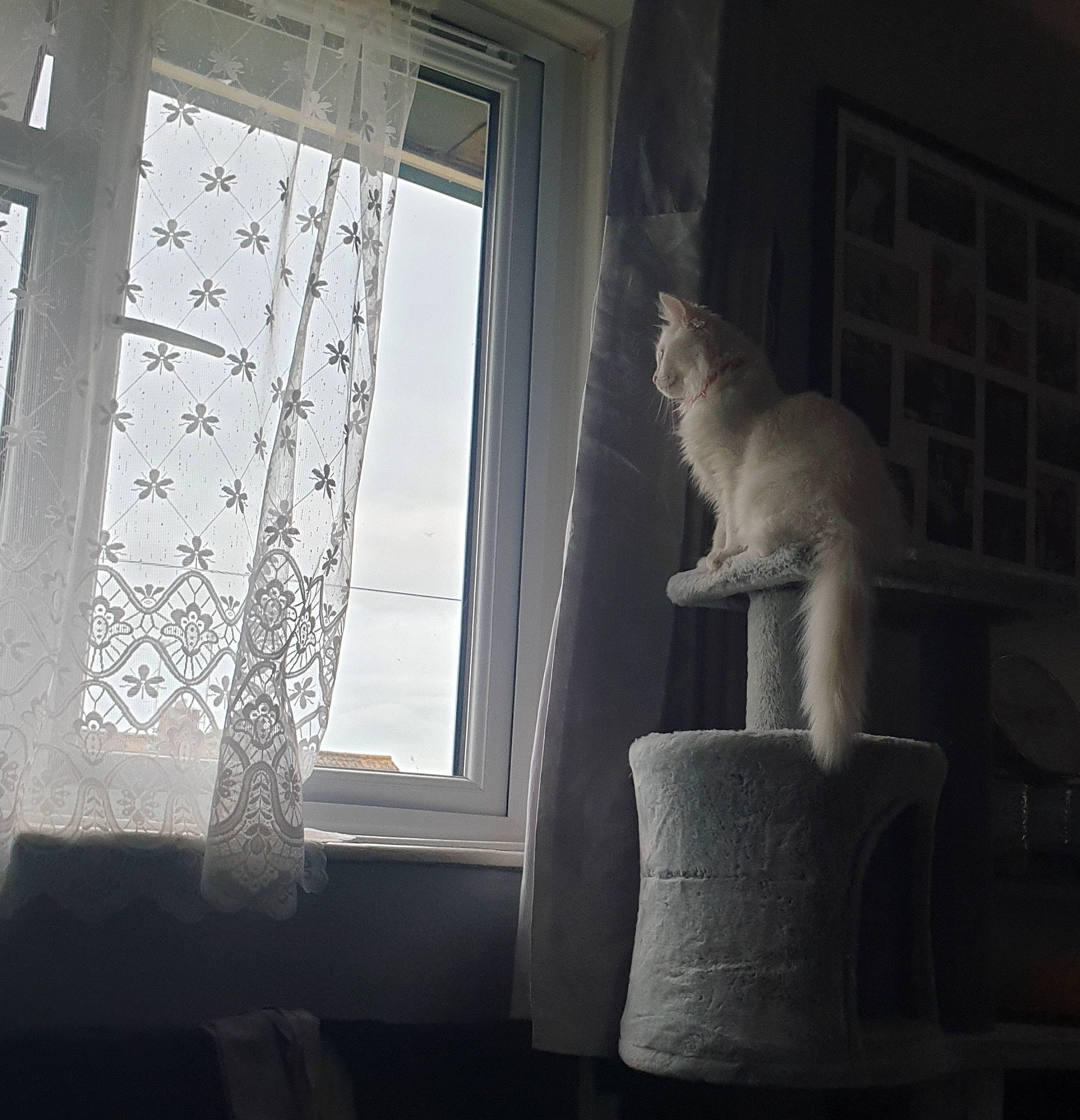 Noodles joined the competition — help win amazing prizes! art, building, carnivore, darkness, felidae, fur, glass, house, interior_design, monochrome, sash_window, sculpture, shade, statue, tints_and_shades, tree, twig, window, window_treatment, wood