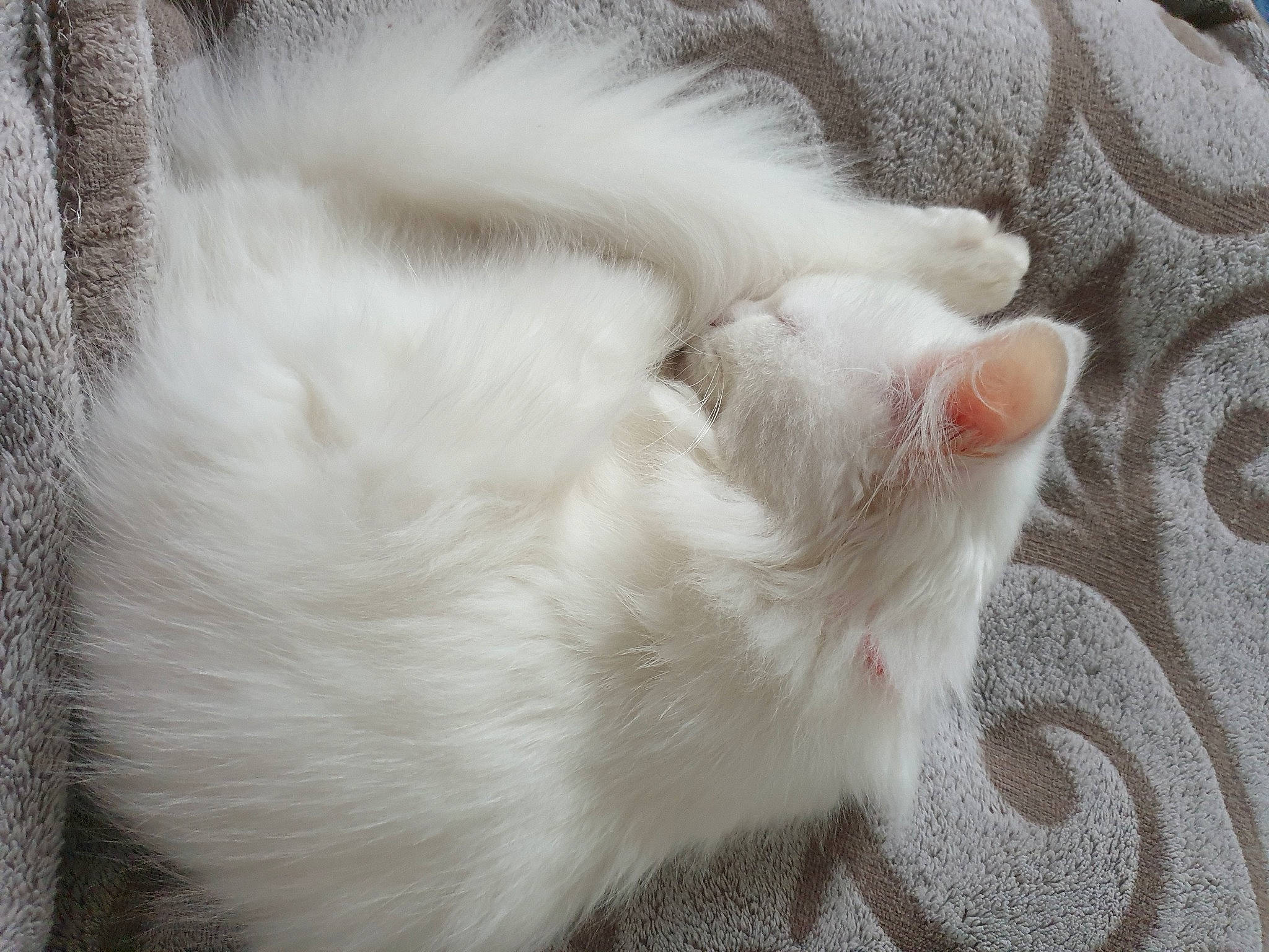 Noodles joined the competition — help win amazing prizes! carnivore, cat, claw, comfort, domestic_short_haired_cat, fawn, felidae, fur, nap, paw, small_to_medium_sized_cats, snout, tail, whiskers