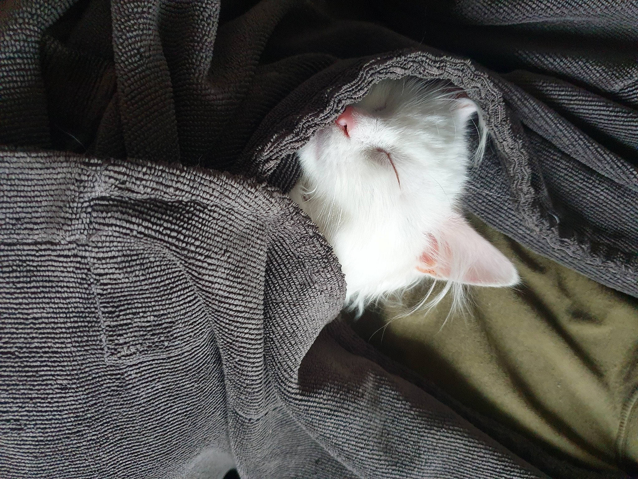 Noodles joined the competition — help win amazing prizes! canidae, carnivore, cat, claw, comfort, dog_breed, domestic_short_haired_cat, felidae, formal_wear, fur, grey, linens, mustelidae, pattern, paw, small_to_medium_sized_cats, snout, tail, textile, whiskers