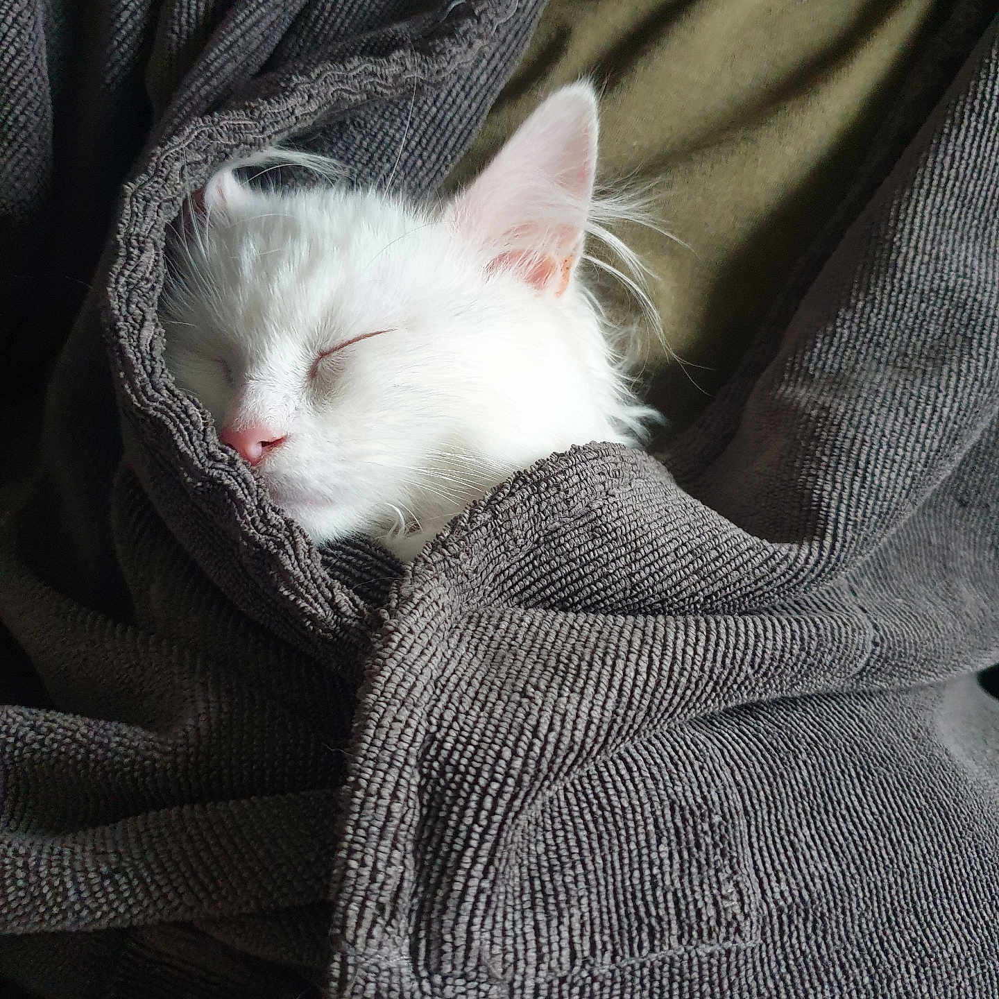 Noodles joined the competition — help win amazing prizes! angora, animal, blanket, cat, clothing, couch, furniture, homedecor, hood, hoodie, kitten, knitwear, linen, manx, person, pet, quilt, siamese, sweater, sweatshirt