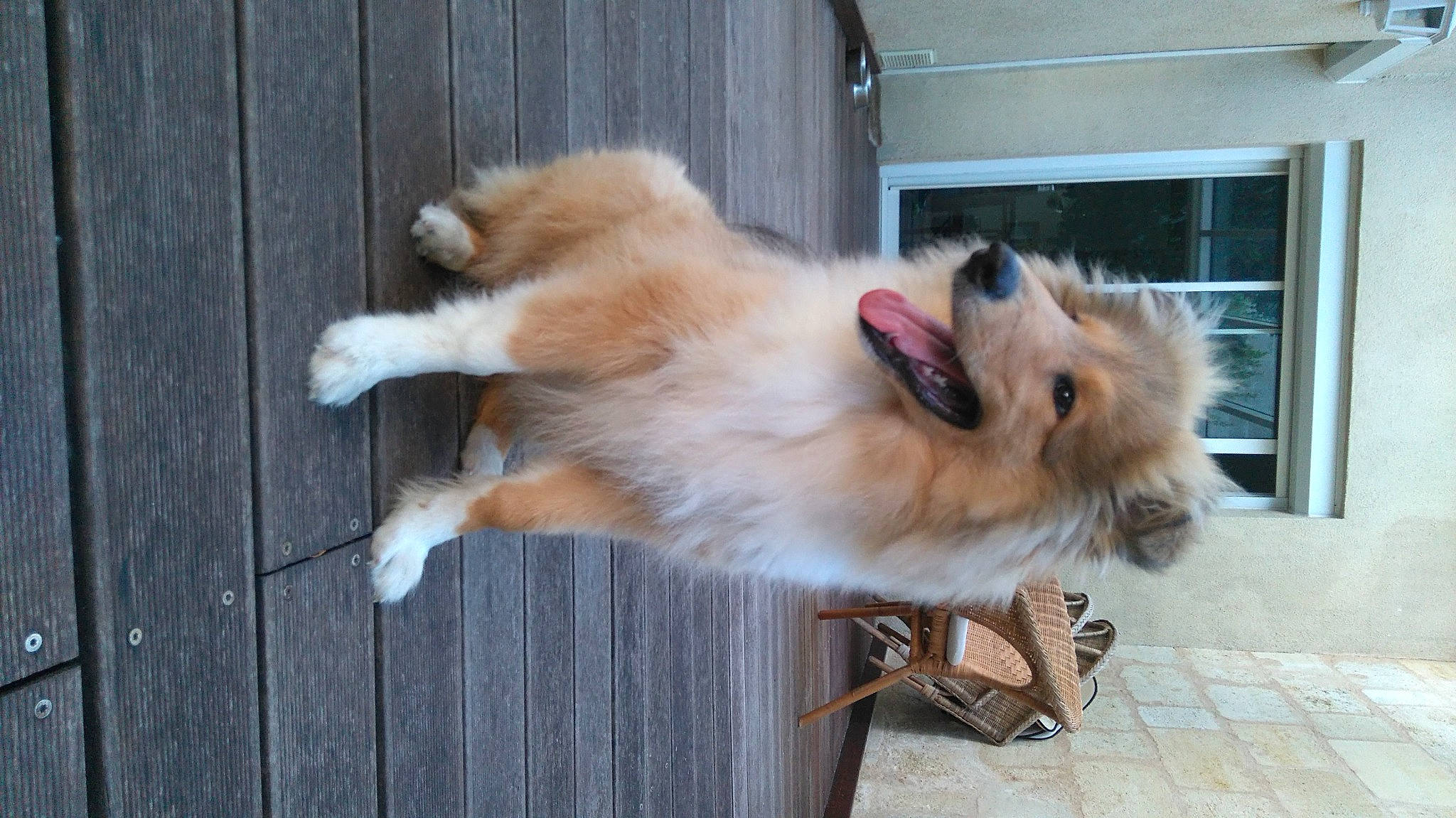 Orion participe au concours pour gagner de l'argent avec cette photo : ancient_dog_breeds, canidae, carnivore, companion_dog, dog, dog_breed, fawn, fur, german_spitz, german_spitz_klein, non_sporting_group, paw, snout, spitz, sporting_group, tail, whiskers, window, working_dog