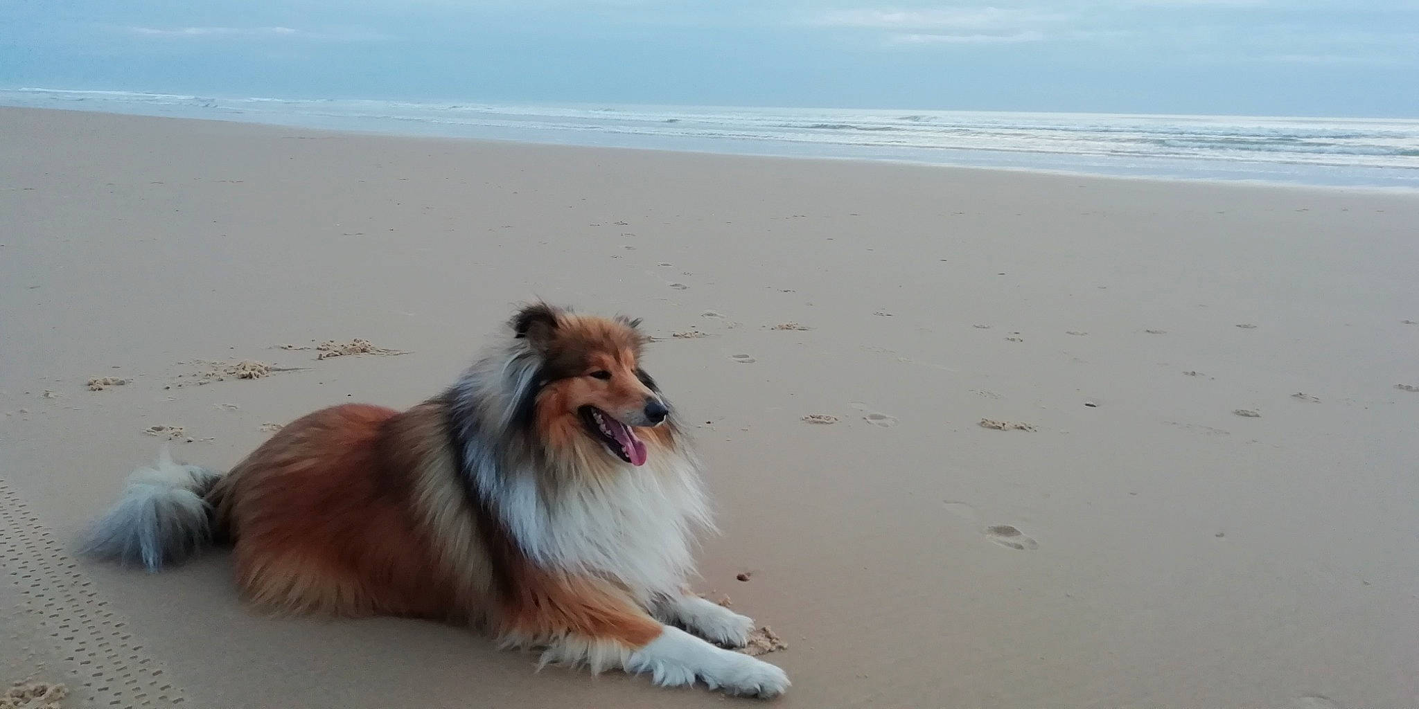 Orion participe au concours pour gagner de l'argent avec cette photo : beach, canidae, carnivore, coast, collie, companion_dog, dog, dog_breed, fur, german_spitz, herding_dog, horizon, ocean, rough_collie, sand, scotch_collie, shetland_sheepdog, sky, water, wind_wave