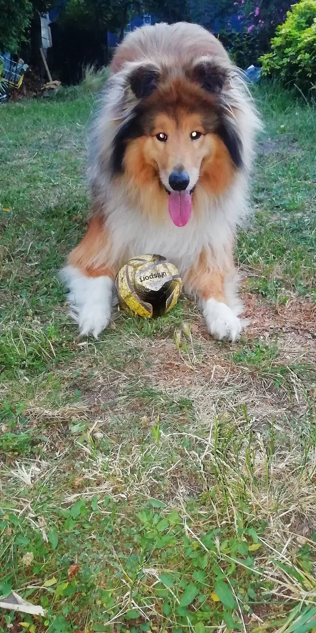 Orion participe au concours pour gagner de l'argent avec cette photo : canidae, carnivore, collie, companion_dog, dog, dog_breed, dog_supply, fur, grass, herding_dog, plant, rough_collie, scotch_collie, shetland_sheepdog, snout, sporting_group, terrestrial_animal, volpino_italiano, working_dog