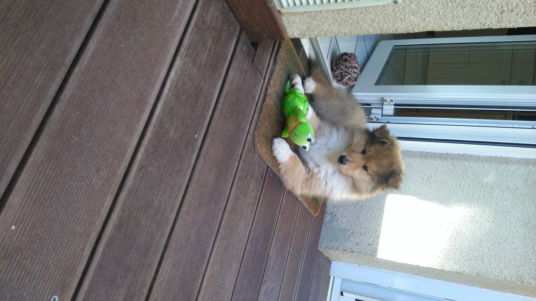 Orion a rejoint le concours — aidez-le/la à gagner de superbes lots ! canidae, carnivore, cat, companion_dog, dog_breed, domestic_short_haired_cat, fawn, felidae, flooring, fur, hardwood, paw, pet_supply, plank, small_to_medium_sized_cats, sporting_group, tail, whiskers, wood, wood_stain