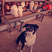 Nola a rejoint le concours — aidez-le/la à gagner de superbes lots ! dog, calf, barn, animal, livestock, feeding_trough, ear_tag, farm, black_and_white, indoor, concrete_floor, curious, row, brown_and_white, metal_fence, agriculture, muzzle, sitting, domestic_animal, pet
