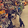 dog, pet_store, pet_toys, pet_treats, floor_tiles, collar, black_and_white_dog, curious, sitting, aisle, packaged_food, dog_toys, stuffed_animals, shelves, indoor, shopping, pets, playful, retail, animal