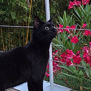 Jiji participe au concours pour gagner de l'argent avec cette photo : alert, animal, black_cat, cat, curious_cat, daylight, domestic_cat, fence, flowers, greenery, metal_railings, nature, outdoor, pet, pink_flowers, plants, side_view, standing, whiskers, wooden_deck
