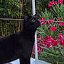 alert, animal, black_cat, cat, curious_cat, daylight, domestic_cat, fence, flowers, greenery, metal_railings, nature, outdoor, pet, pink_flowers, plants, side_view, standing, whiskers, wooden_deck