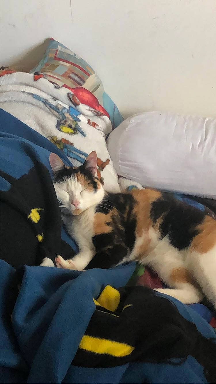 Lina participe au concours pour gagner de l'argent avec cette photo : bag, bed, bed_sheet, bedding, bedroom, carnivore, cat, comfort, domestic_short_haired_cat, duvet, felidae, fur, lap, linens, mammal, room, small_to_medium_sized_cats, tail, whiskers, wood