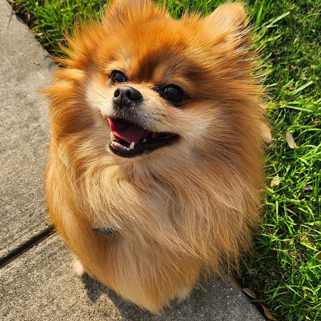 Percy joined the competition — help win amazing prizes! animal, canine, companion, cute, dog, domestic_animal, fluffy, fur, grass, happy, nature, outdoor, pet, pomeranian, portrait, sidewalk, small_dog, smiling, sunlight, tongue_out