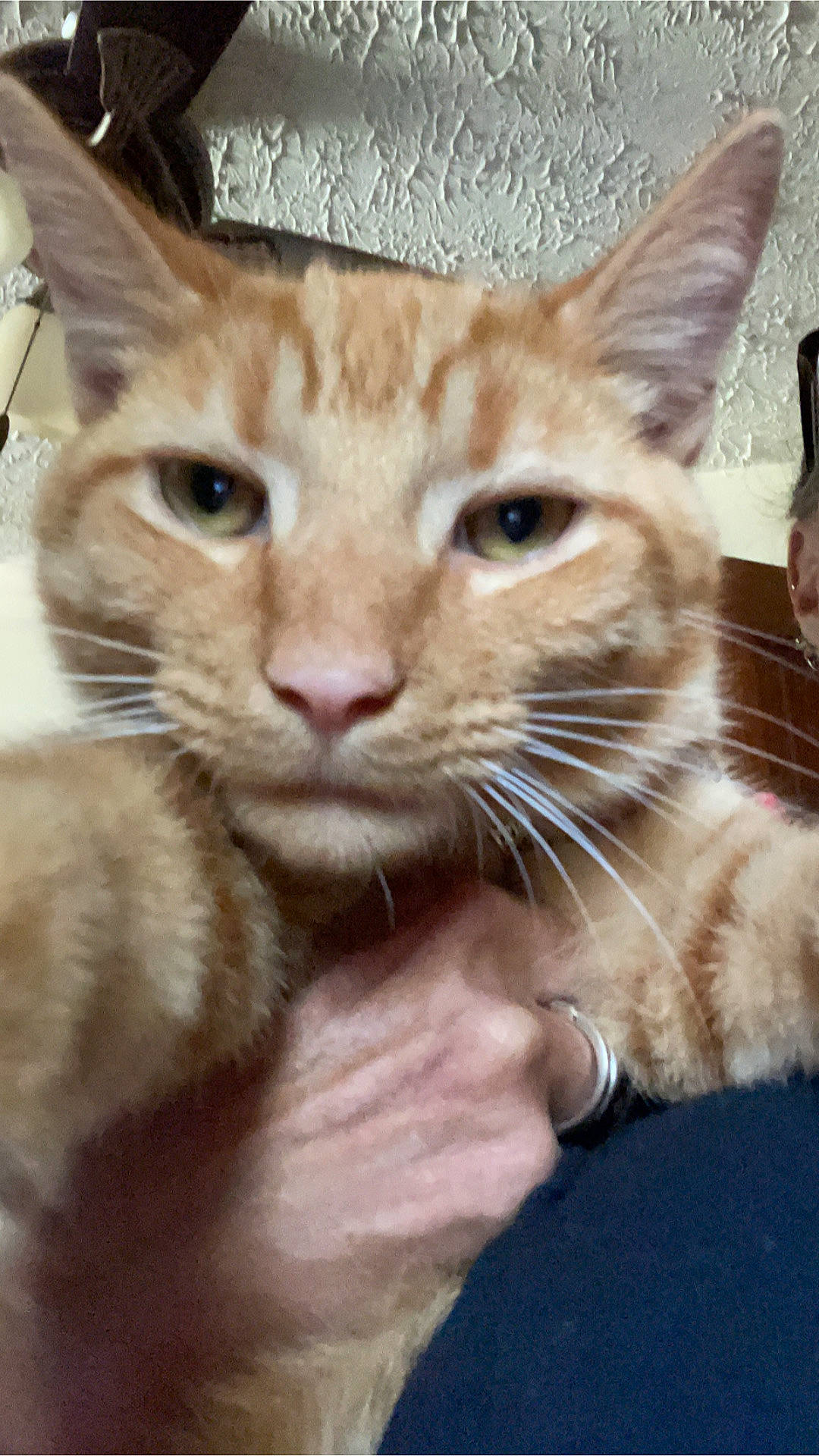 Grovver is registered to the contest to win money with this photo: carnivore, cat, claw, domestic_short_haired_cat, ear, eye, fawn, felidae, fur, gesture, head, paw, plant, sitting, small_to_medium_sized_cats, snout, terrestrial_animal, tree, whiskers, window