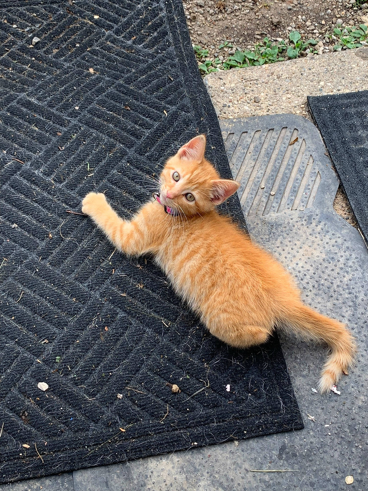 Grovver is registered to the contest to win money with this photo: asphalt, carnivore, cat, claw, domestic_short_haired_cat, eye, fawn, felidae, flooring, fur, grass, human_leg, paw, road_surface, sidewalk, small_to_medium_sized_cats, snout, tail, whiskers, wood