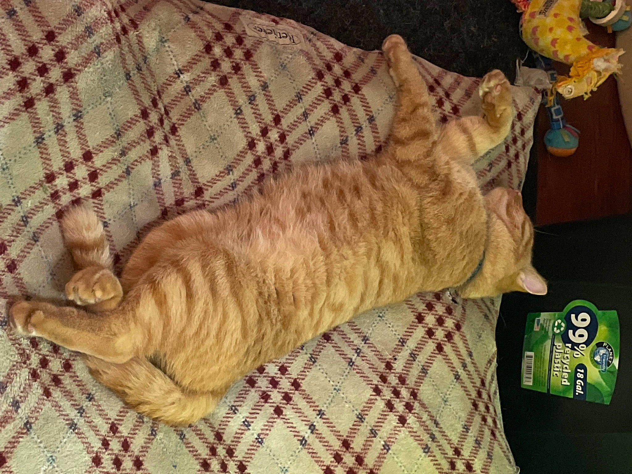 Grovver joined the competition — help win amazing prizes! canidae, carnivore, cat, claw, comfort, domestic_short_haired_cat, felidae, fur, nap, pattern, paw, small_to_medium_sized_cats, sporting_group, tail, terrestrial_animal, textile, whiskers, wood, wool, woolen