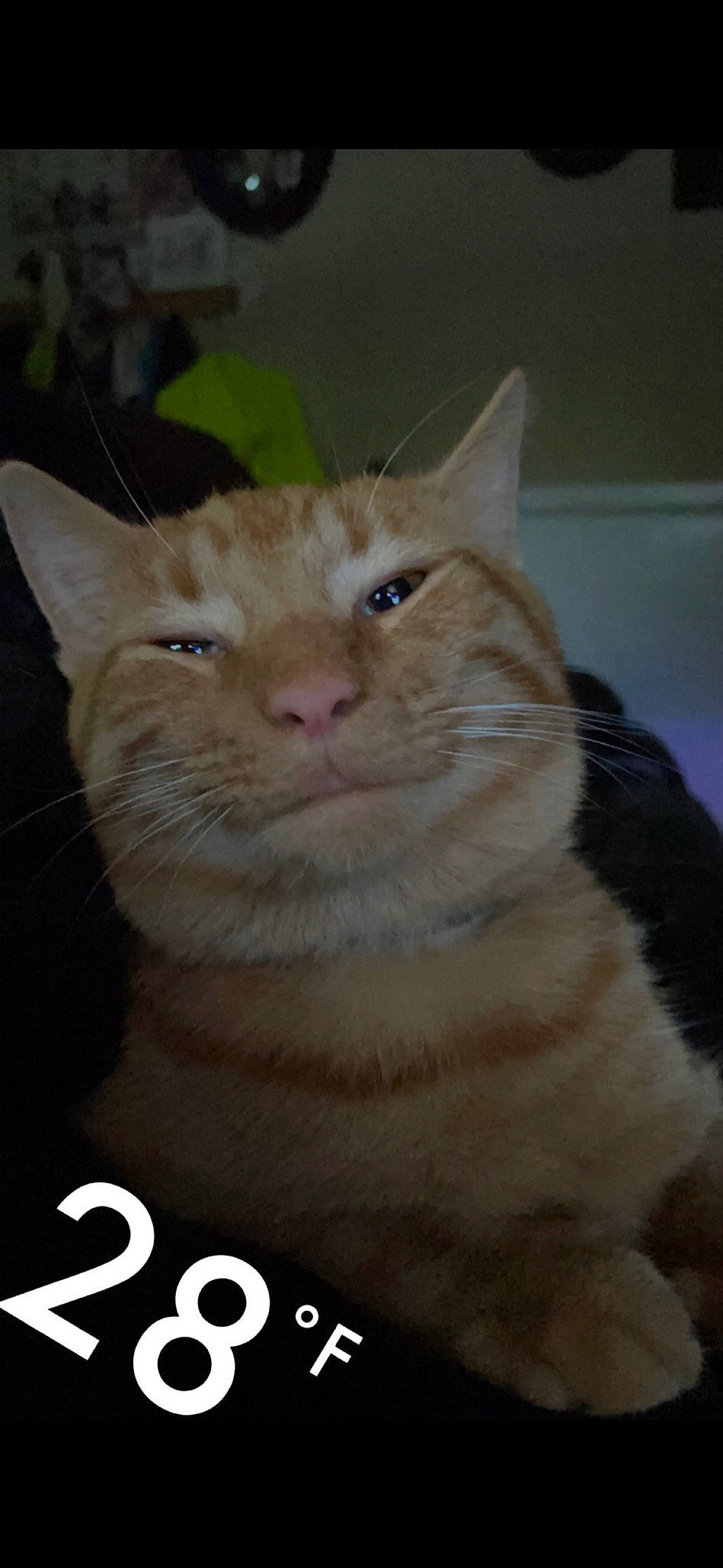 Grovver is registered to the contest to win money with this photo: carnivore, cat, domestic_short_haired_cat, fawn, felidae, fur, photo_caption, small_to_medium_sized_cats, snout, tail, terrestrial_animal, whiskers, window