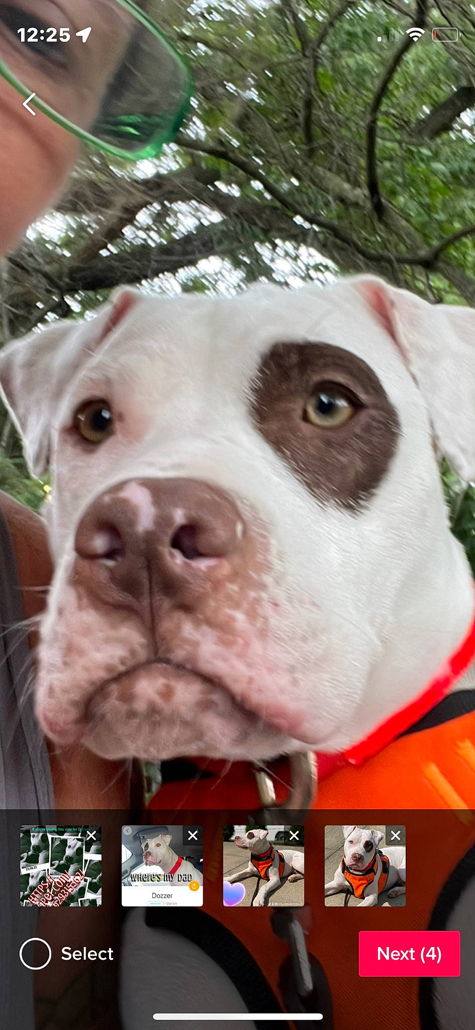 Dozzer is registered to the contest to win money with this photo: canidae, carnivore, close_up, collar, companion_dog, dog, dog_breed, dog_collar, dog_supply, fawn, fur, grass, jaw, liver, pet_supply, snout, sporting_group, tree, whiskers, working_animal