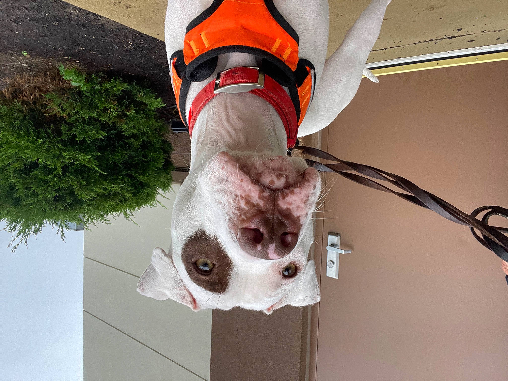 Dozzer is registered to the contest to win money with this photo: carmine, carnivore, collar, companion_dog, dog, dog_breed, dog_collar, dog_supply, fashion_accessory, fawn, fur, knee, leg, pet_supply, plant, snout, tail, twig, whiskers, white