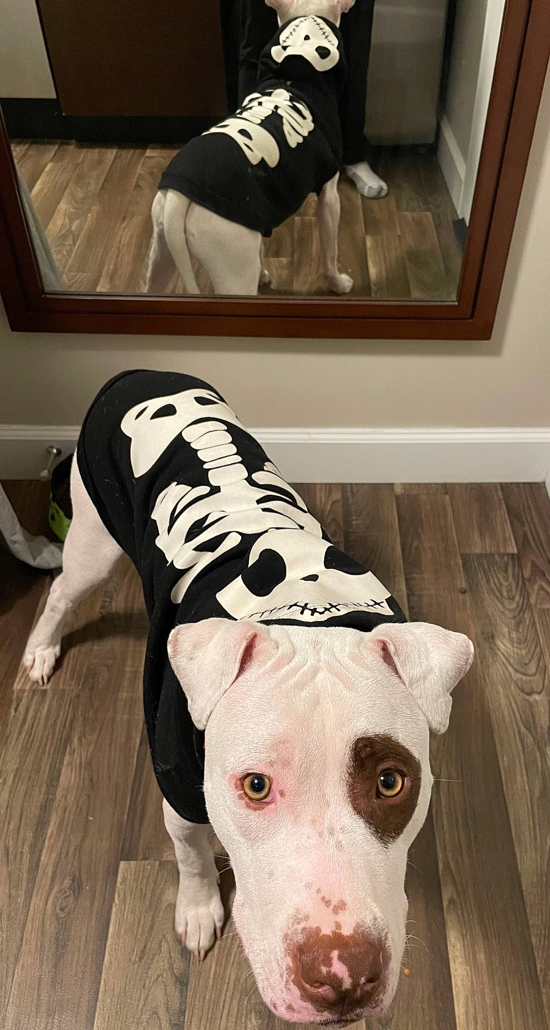 Dozzer is registered to the contest to win money with this photo: canidae, carnivore, companion_dog, dog, dog_breed, dog_supply, fawn, flooring, hardwood, human_leg, knee, picture_frame, sleeve, snout, sporting_group, terrestrial_animal, thigh, white, wood, working_animal