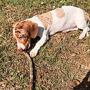 Reba joined the competition — help win amazing prizes! puppy, dog, grass, stick, outdoor, sunlight, brown_and_white, animal, pet, chewing, nature, playful, young_dog, field, clover, leaf, daytime, canine, fur, relaxing