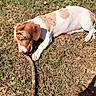 puppy, dog, grass, stick, outdoor, sunlight, brown_and_white, animal, pet, chewing, nature, playful, young_dog, field, clover, leaf, daytime, canine, fur, relaxing