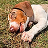 Reba is registered to the contest to win money with this photo: puppy, dog, sleeping, grass, stick, outdoor, nature, closeup, pet, animal, brown, white, paw, nose, ear, sunlight, relaxation, cute, young, background