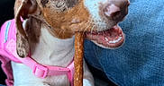 Reba is registered to the contest to win money with this photo: dog, puppy, dachshund, pink_harness, treat, chewing, blue_jeans, lap, car_interior, seat, closeup, cute, pet, animal, canine, front_seat, window, snout, ears, whiskers