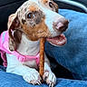 dog, puppy, dachshund, pink_harness, treat, chewing, blue_jeans, lap, car_interior, seat, closeup, cute, pet, animal, canine, front_seat, window, snout, ears, whiskers