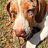 Reba joined the competition — help win amazing prizes! puppy, dog, stick, grass, outdoor, sunlight, pet, animal, chewing, closeup, nature, young_dog, canine, playful, daylight, nose, paw, ears, fur, tire