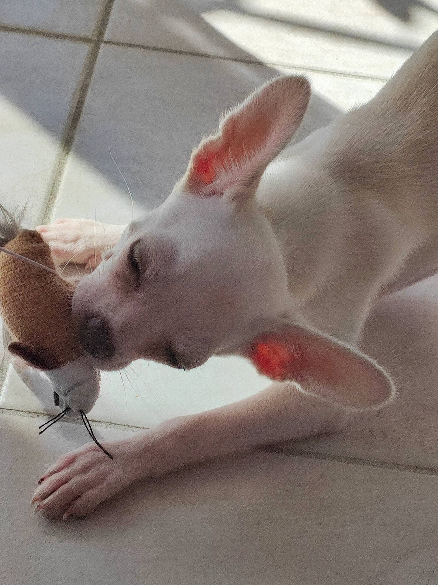 Timmy a rejoint le concours — aidez-le/la à gagner de superbes lots ! bull_terrier, carnivore, claw, companion_dog, corgi_chihuahua, dog, dog_breed, dogo_argentino, ear, fawn, foot, gesture, nail, paw, snout, tail, terrestrial_animal, toy_dog, whiskers, working_animal