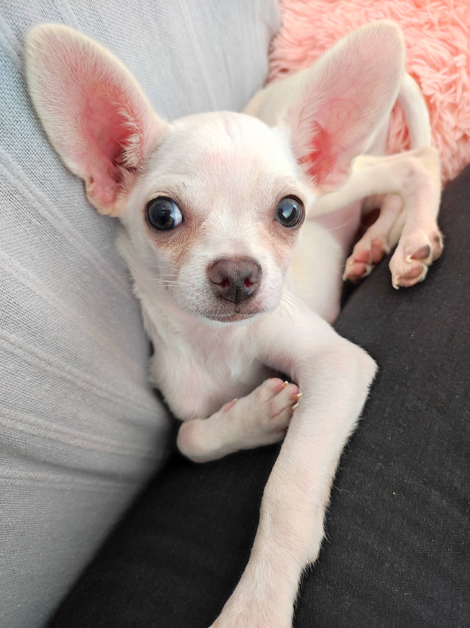 Timmy participe au concours pour gagner de l'argent avec cette photo : carnivore, chihuahua, comfort, companion_dog, corgi_chihuahua, dog, dog_breed, ear, fawn, fur, no_expression, non_sporting_group, russkiy_toy, snout, toy_dog, whiskers, working_animal